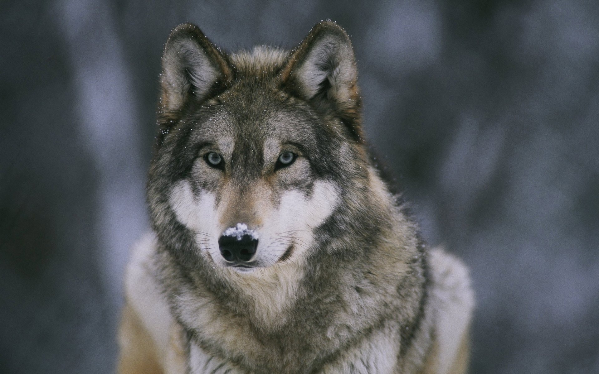 HD PC desktop wallpaper featuring a close-up of a gray wolf with piercing eyes against a blurred natural background.