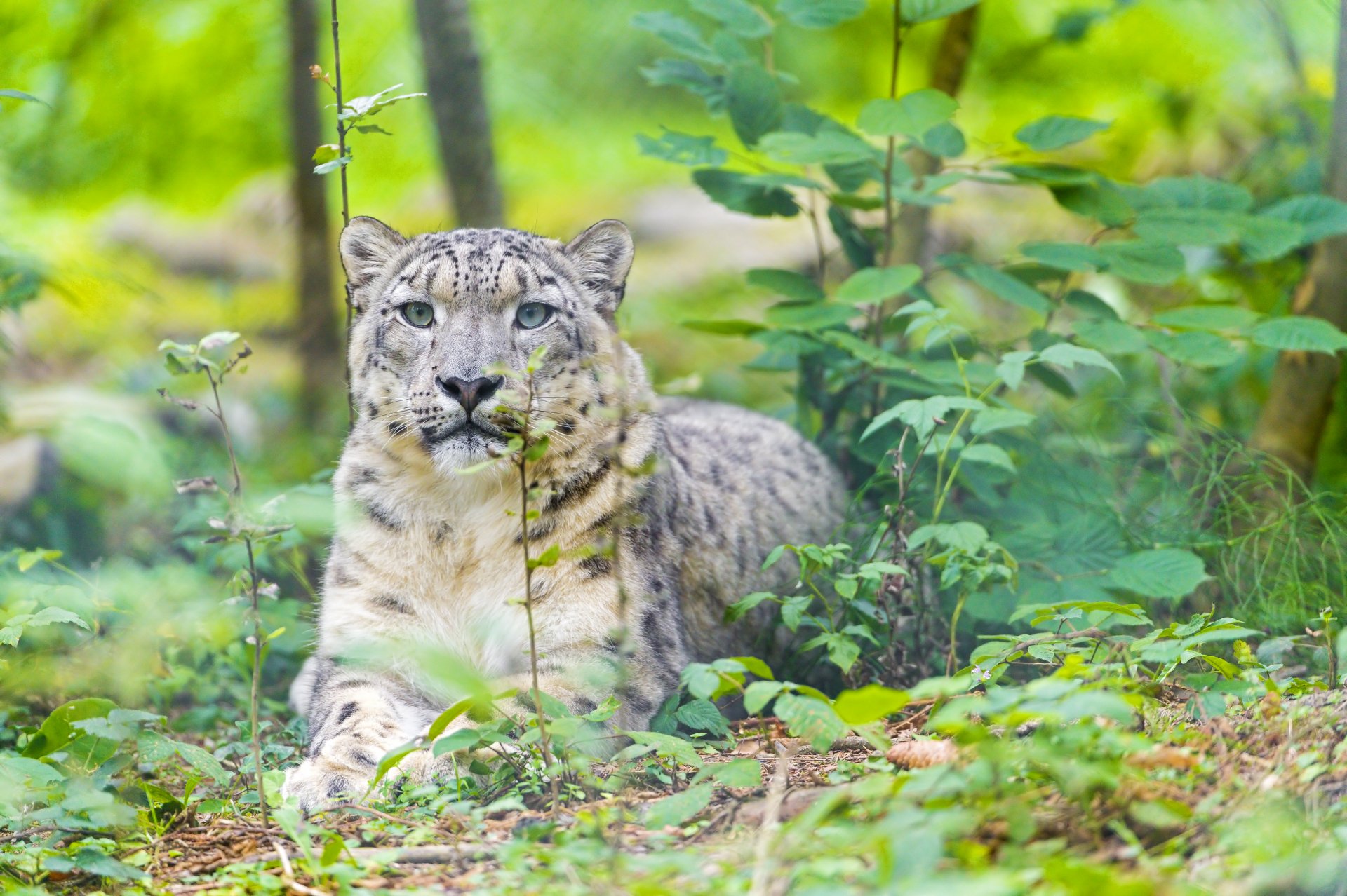 4K Ultra HD PC desktop wallpaper featuring a snow leopard resting amidst green foliage in its natural habitat.