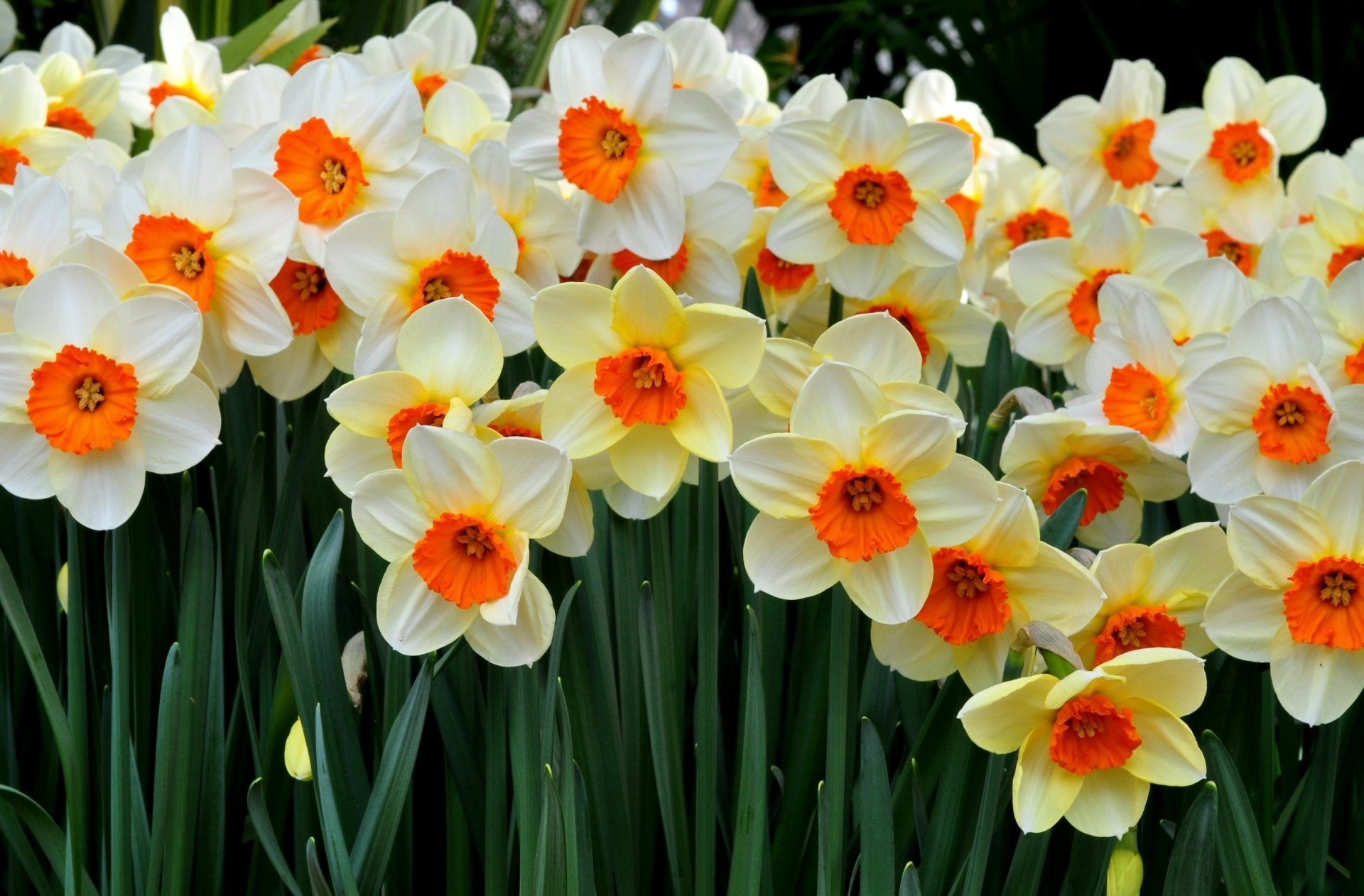 Download Flower Nature Daffodil HD Wallpaper