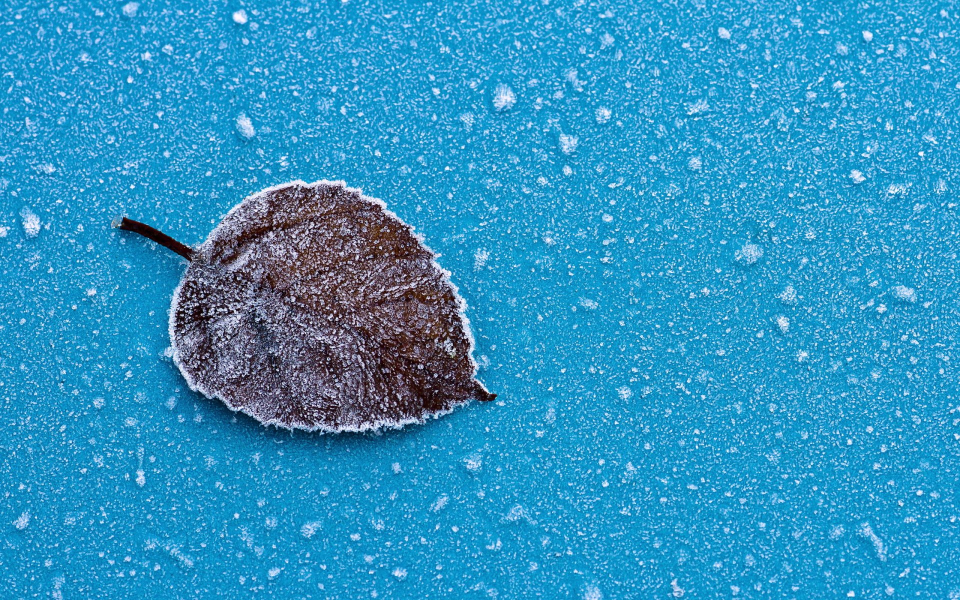HD nature wallpaper featuring a single frosted leaf on a textured blue background with scattered water droplets, creating a crisp and serene desktop backdrop.