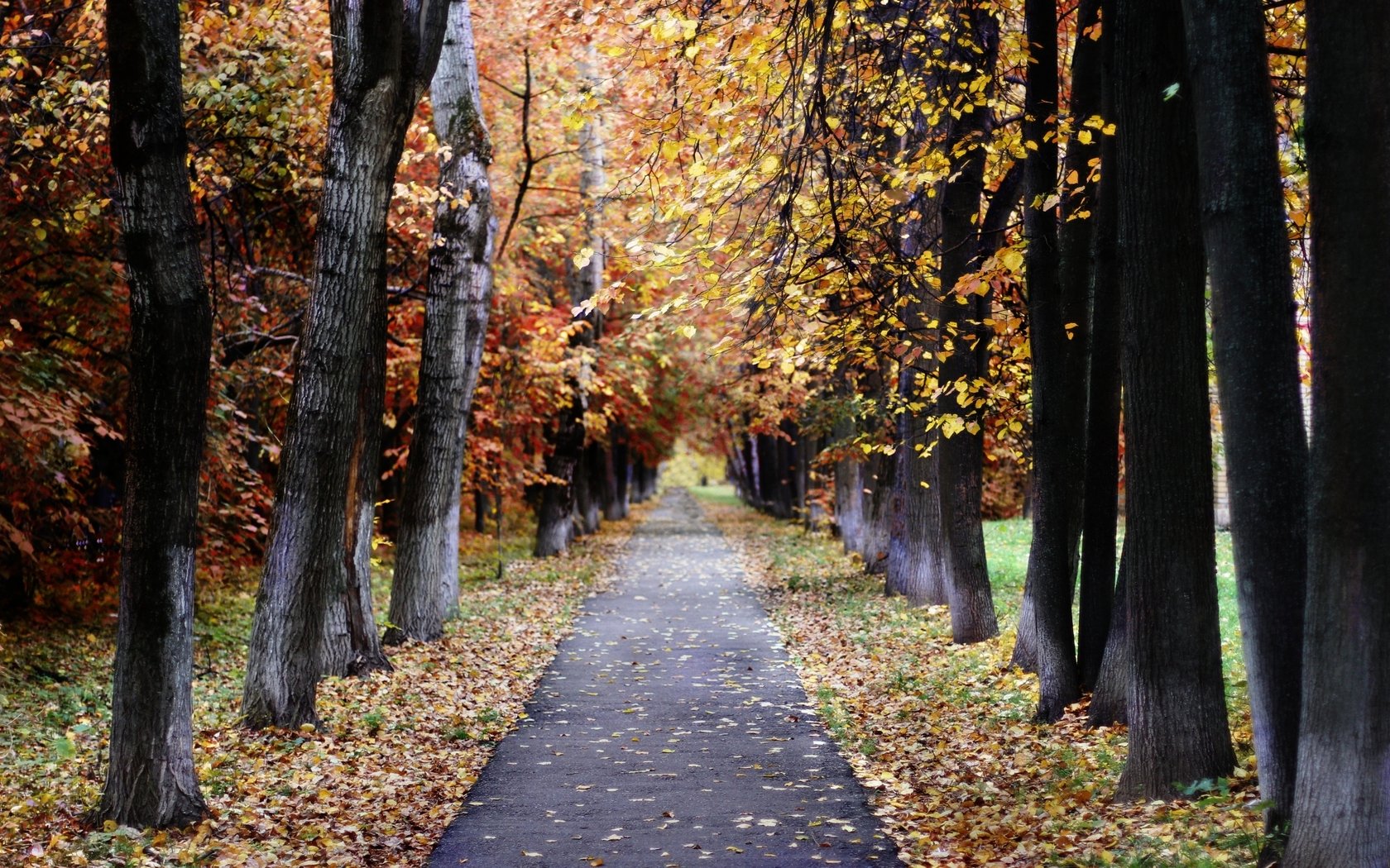 Download Man Made Path Wallpaper | 1680x1050 | Wallpaper Abyss