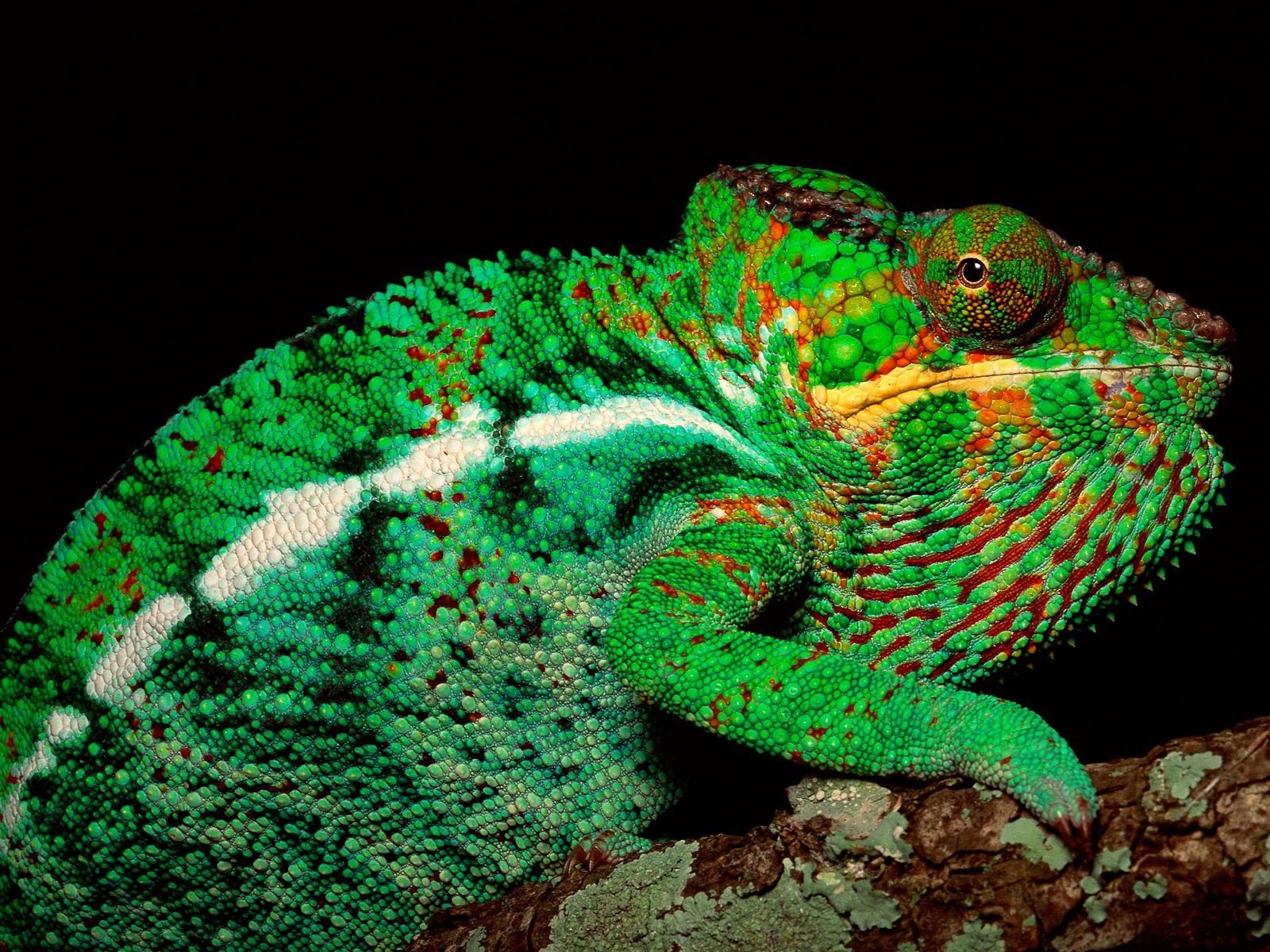 Download Animal Chameleon Wallpaper