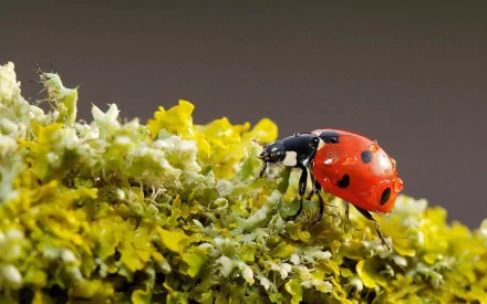 HD desktop wallpaper featuring a vibrant red ladybug crawling on green and yellow moss with a blurred brown background.