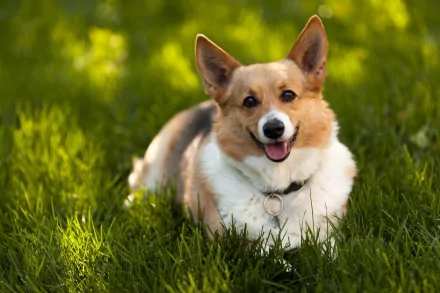 A cheerful corgi lies on lush green grass, showcasing its playful spirit. This HD desktop wallpaper captures the charming essence of the animal in a vibrant outdoor setting.