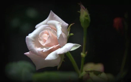 HD desktop wallpaper featuring a delicate pink rose in bloom, surrounded by a dark natural background highlighting the flower's soft petals and bud.