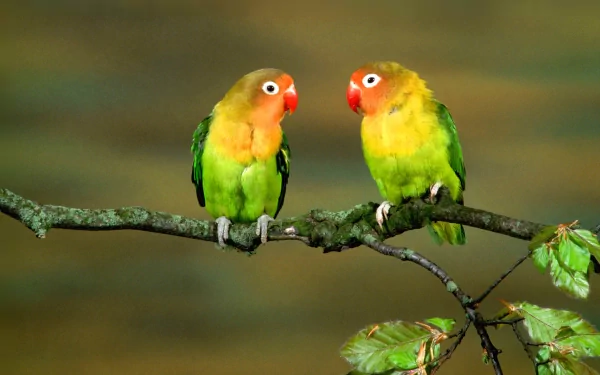 A vibrant HD wallpaper featuring two lovebirds perched on a branch, showcasing their colorful plumage against a softly blurred background.