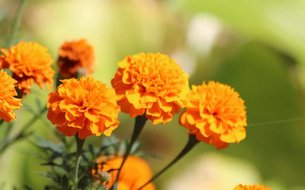 A vibrant close-up of marigold flowers with bright orange petals, set against a lush green background, creating a stunning nature-themed HD desktop wallpaper.