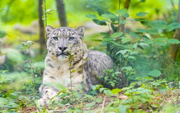 4K Ultra HD PC desktop wallpaper featuring a snow leopard resting amidst green foliage in its natural habitat.