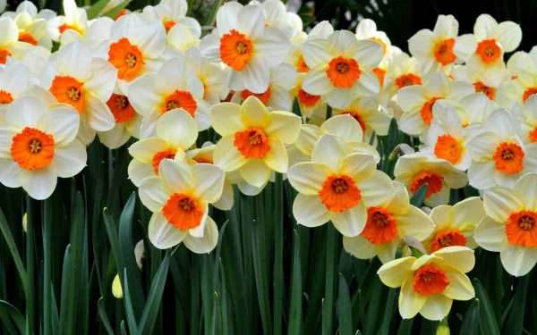 HD PC desktop wallpaper showcasing a vibrant cluster of daffodil flowers in full bloom, highlighting the beauty of nature.