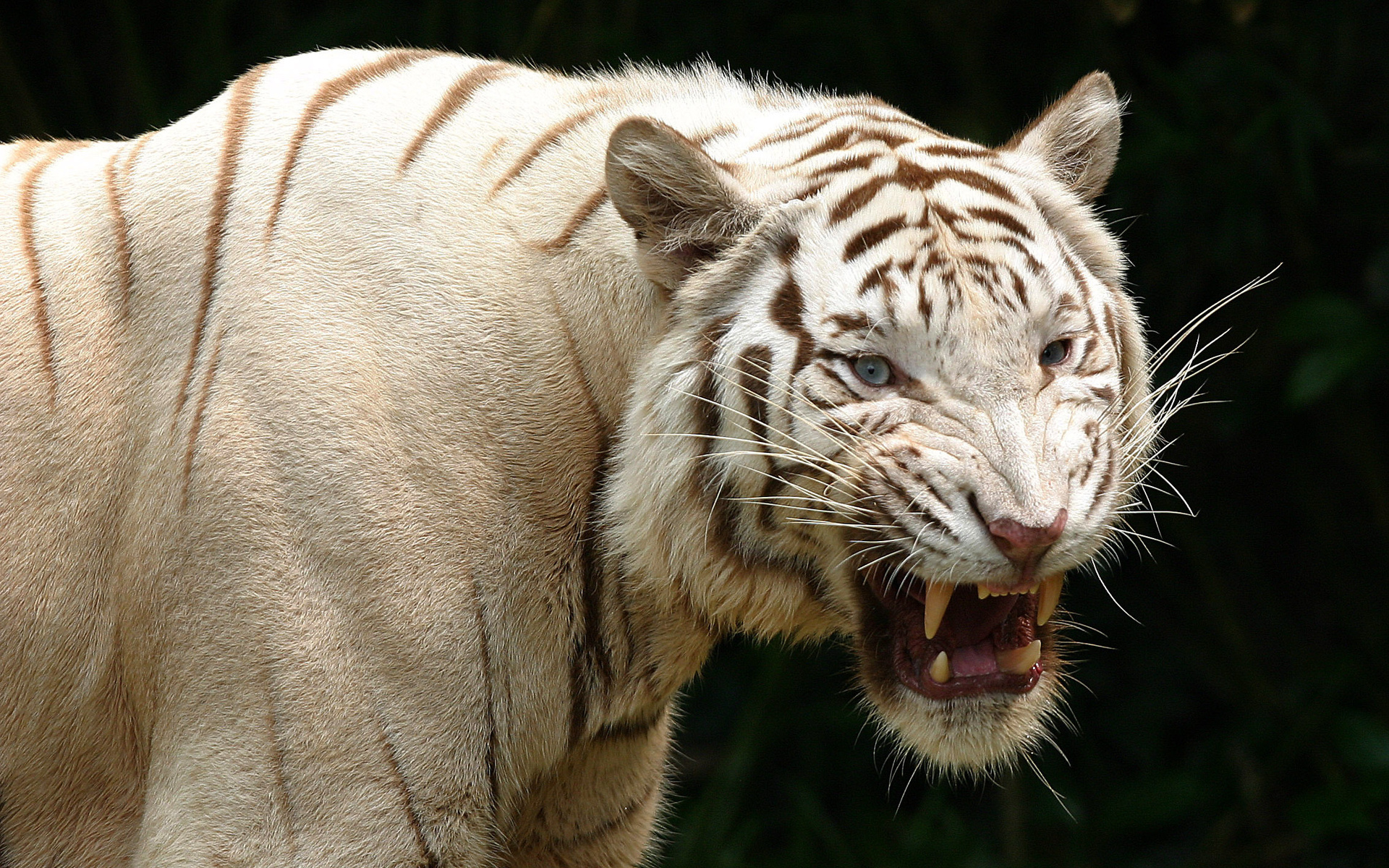 angry white tiger hd