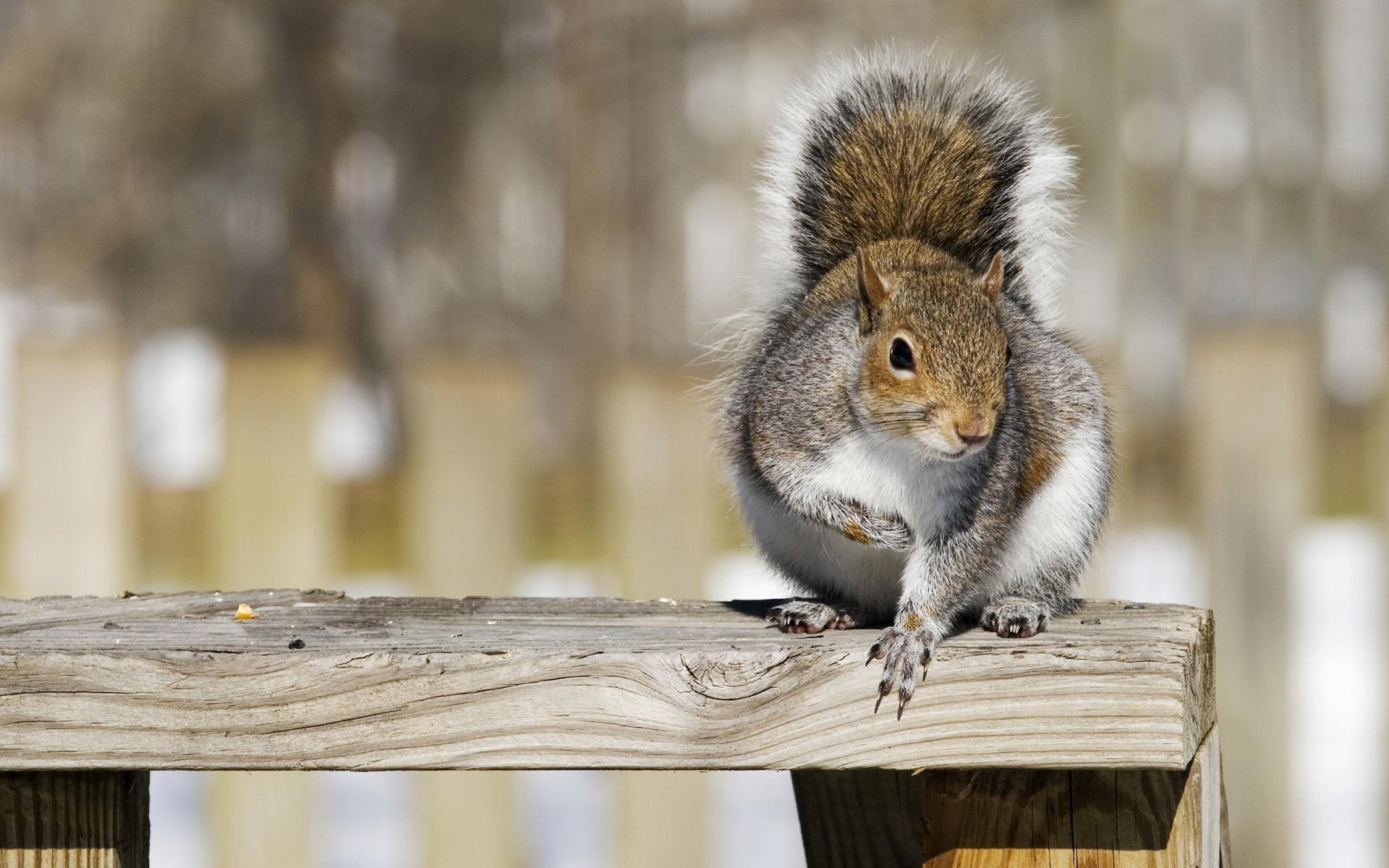 Download Animal Squirrel HD Wallpaper