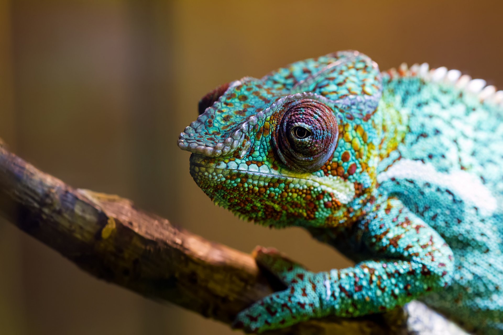 Vibrant Chameleon HD Wallpaper: Nature's Colorful Wonder
