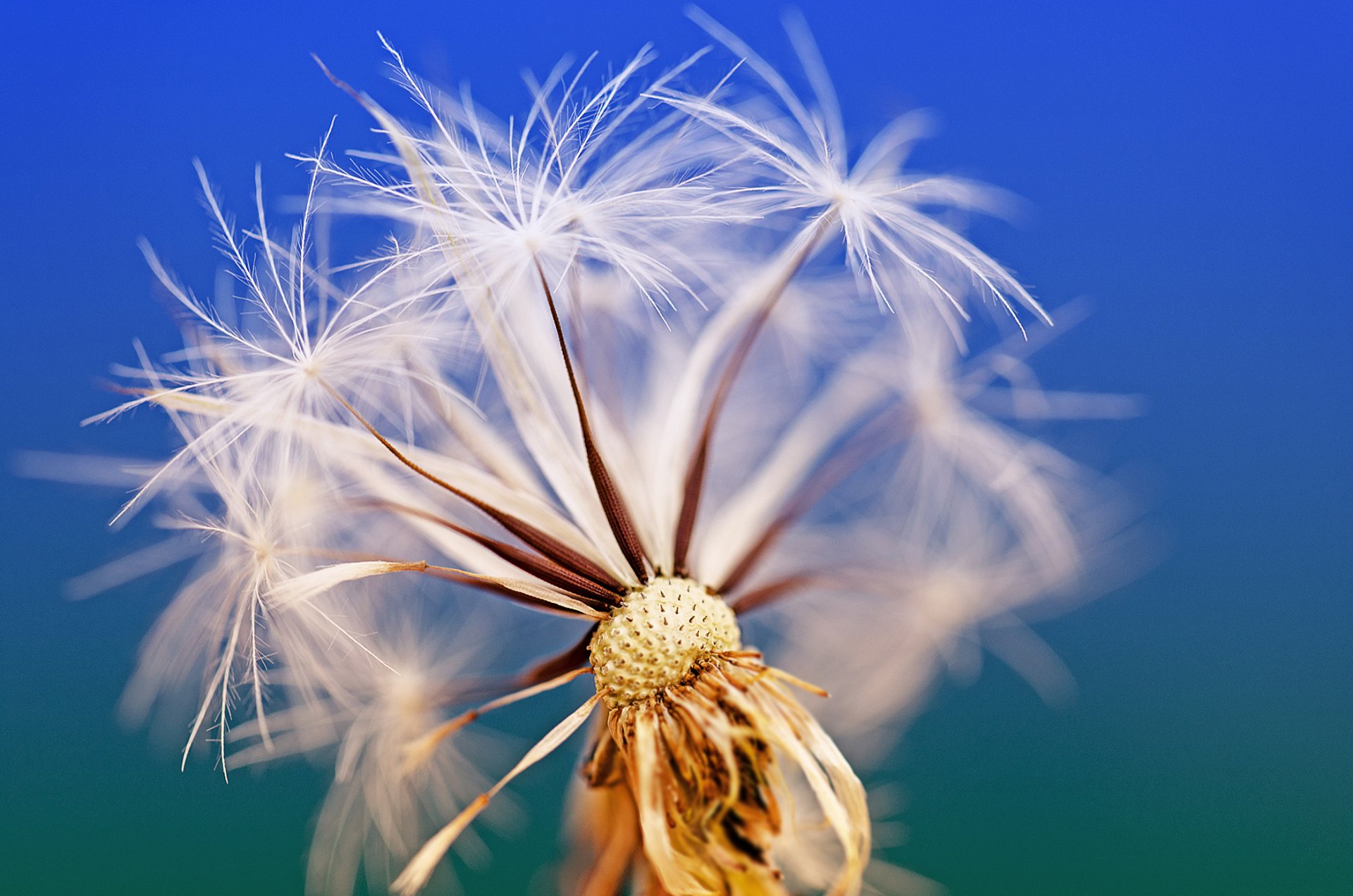 Diente De León Fondo de pantalla HD | Fondo de Escritorio | 2100x1391