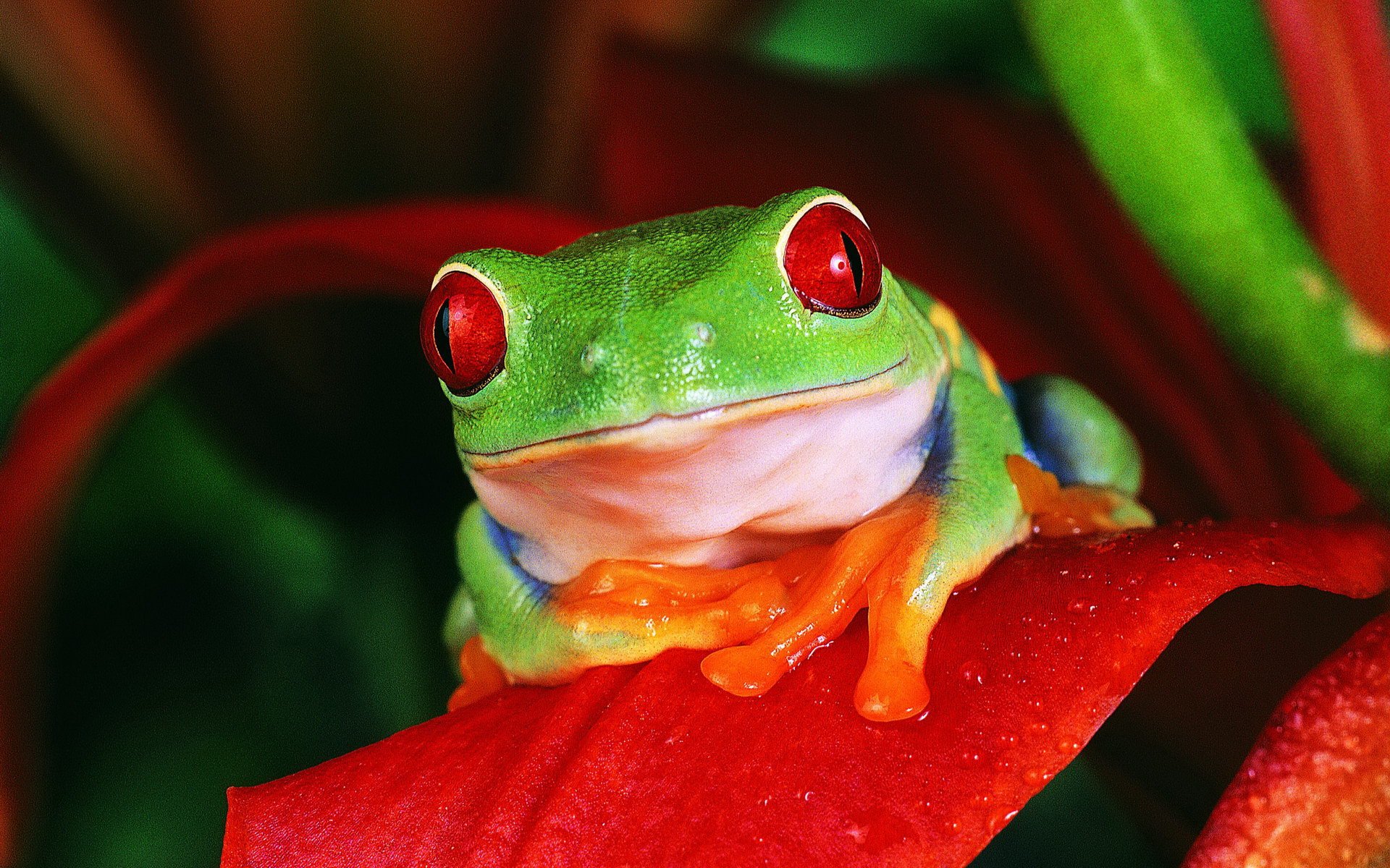 Red Eyed Tree Frog Full HD Wallpaper and Background Image 1920x1200