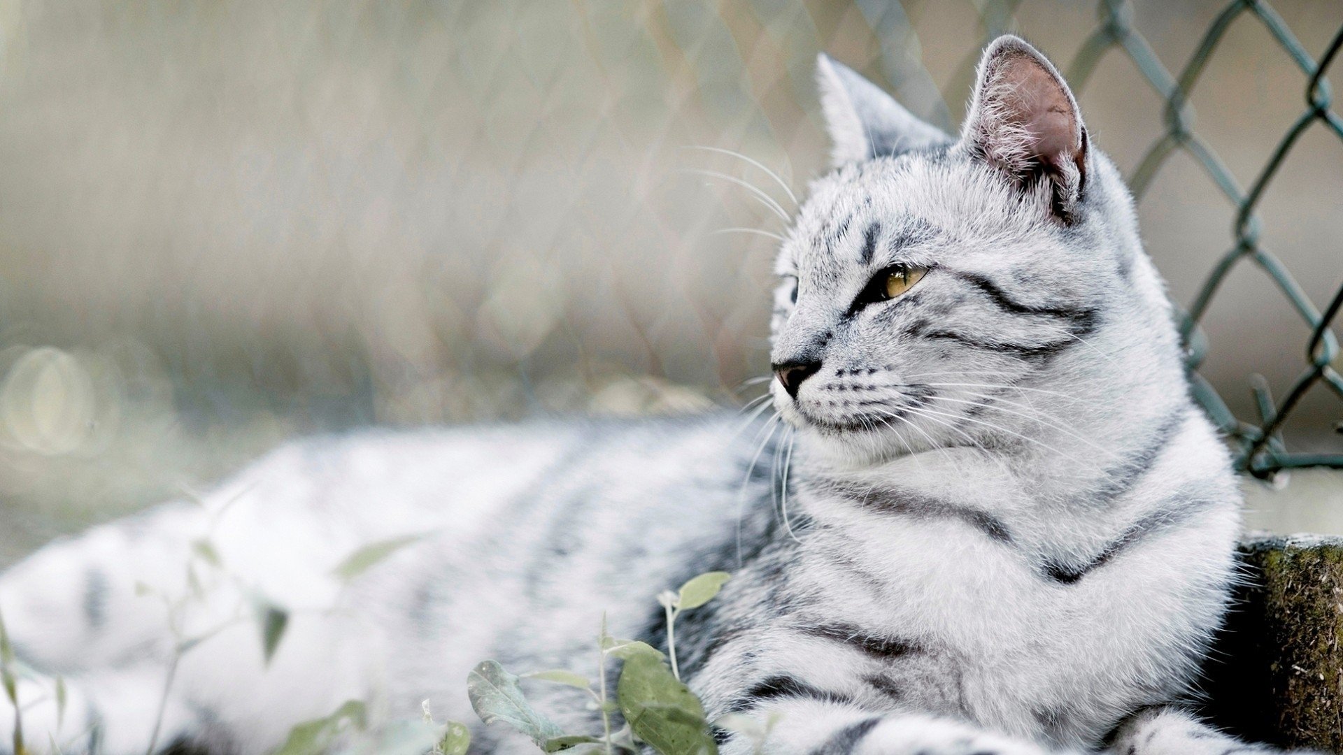 HD PC desktop wallpaper featuring a close-up of a gray and white striped cat resting outdoors near a chain-link fence.