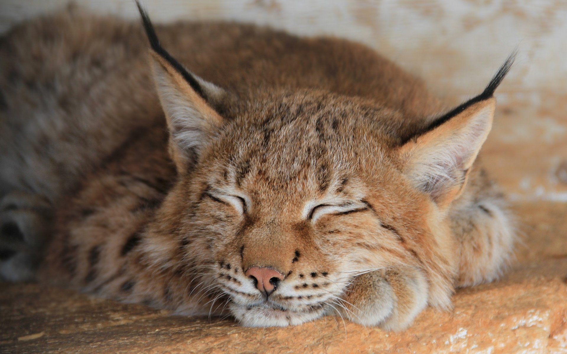 Close-up of a sleeping lynx, an animal with tufted ears and soft fur, paws tucked, warm tones — 2K Quad HD PC desktop wallpaper/background.