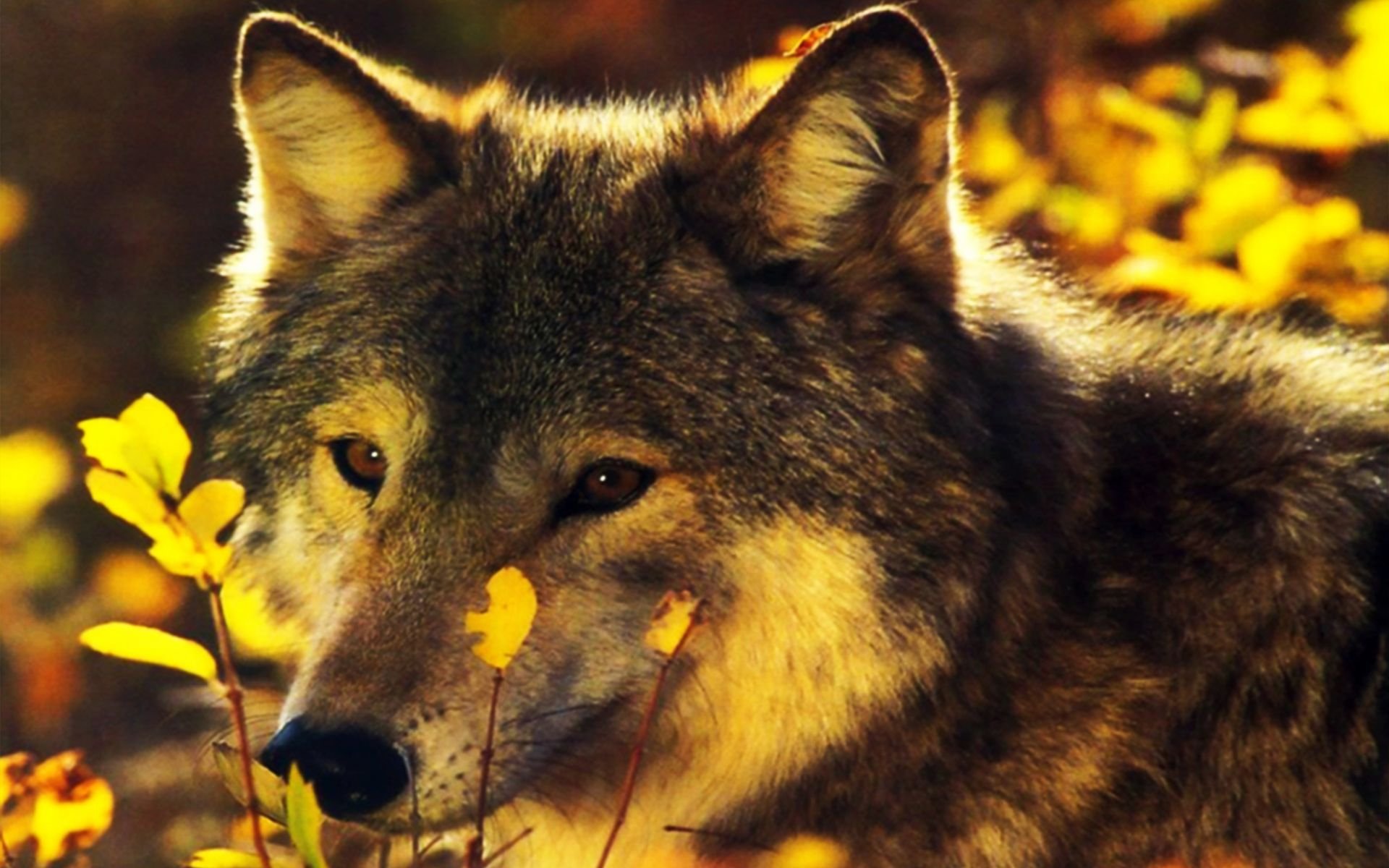 Красивые фото с волками