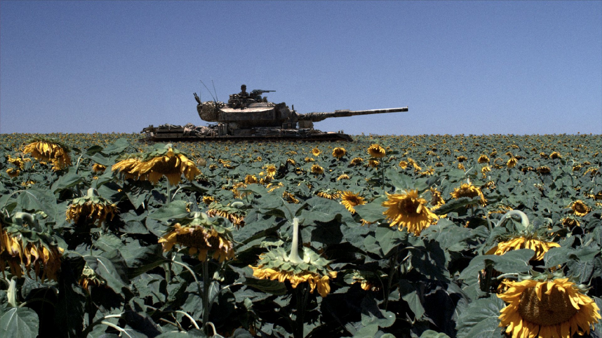 HD PC desktop wallpaper/background: military tank crossing a field of wilted sunflowers under a clear blue sky.