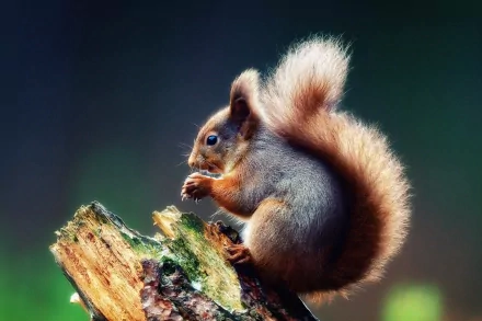 A close-up of a squirrel sitting on a log, munching on food, with a vivid, blurred background, makes for a captivating HD PC desktop wallpaper and background.