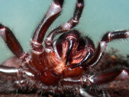  Spider Fangs