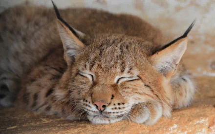 Close-up of a sleeping lynx, an animal with tufted ears and soft fur, paws tucked, warm tones — 2K Quad HD PC desktop wallpaper/background.