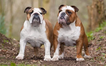 A high-definition desktop wallpaper featuring two bulldogs standing side by side in a natural setting, capturing their unique expressions and playful demeanor.