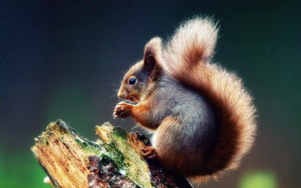 A close-up of a squirrel sitting on a log, munching on food, with a vivid, blurred background, makes for a captivating HD PC desktop wallpaper and background.