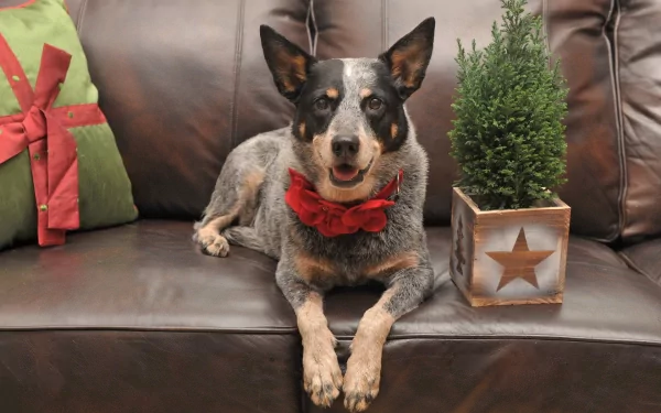  Blue Heeler