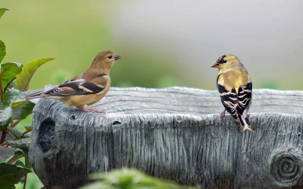 HD PC desktop wallpaper featuring two American goldfinch birds perched on a weathered wooden surface amidst a soft green background.
