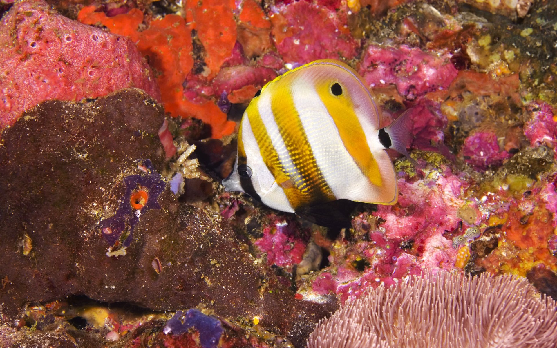 HD PC desktop wallpaper of a butterflyfish (fish, Animal) swimming over vivid pink and orange coral reef background.