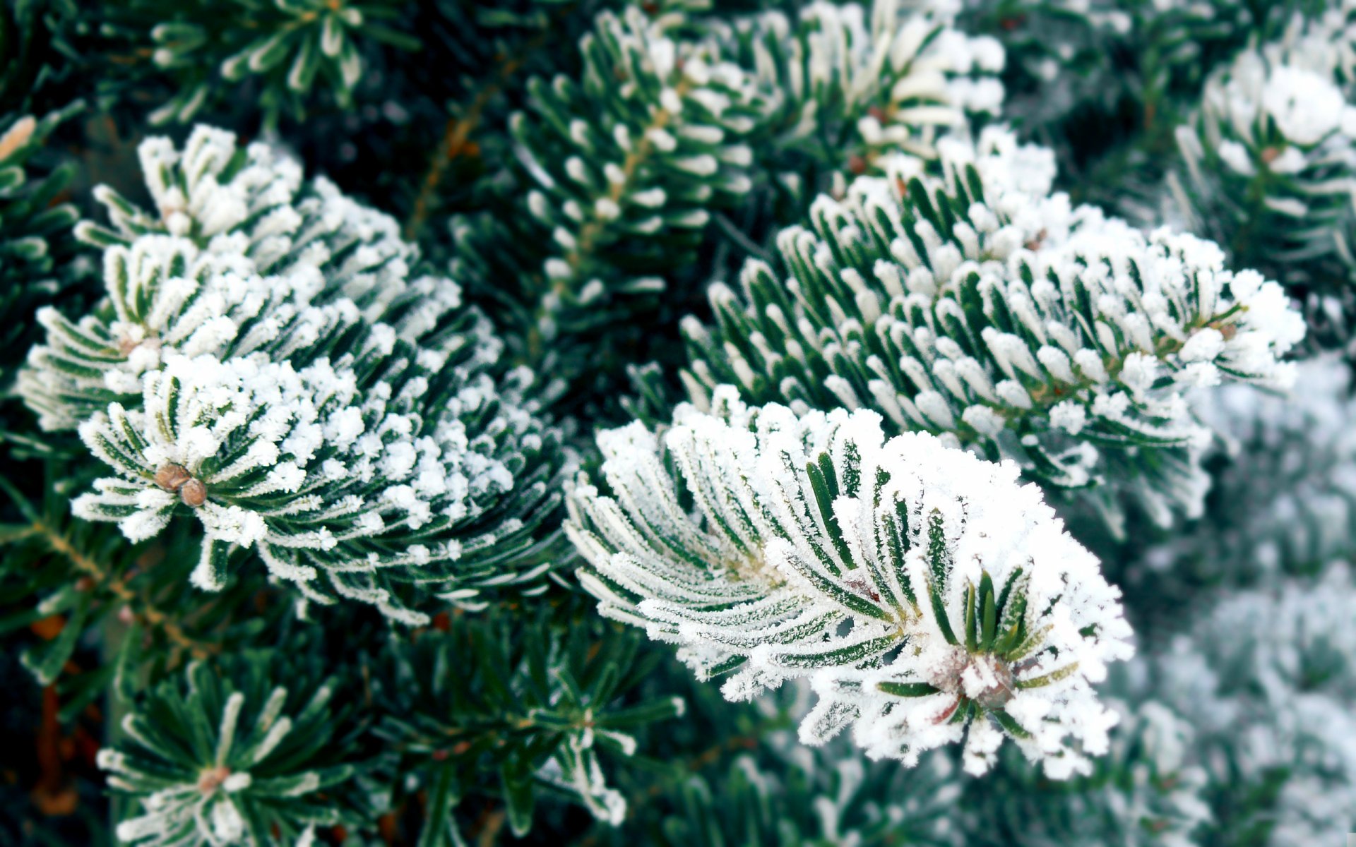 Close-up nature shot of frost-covered evergreen needles, 2K Quad HD PC desktop wallpaper and background.