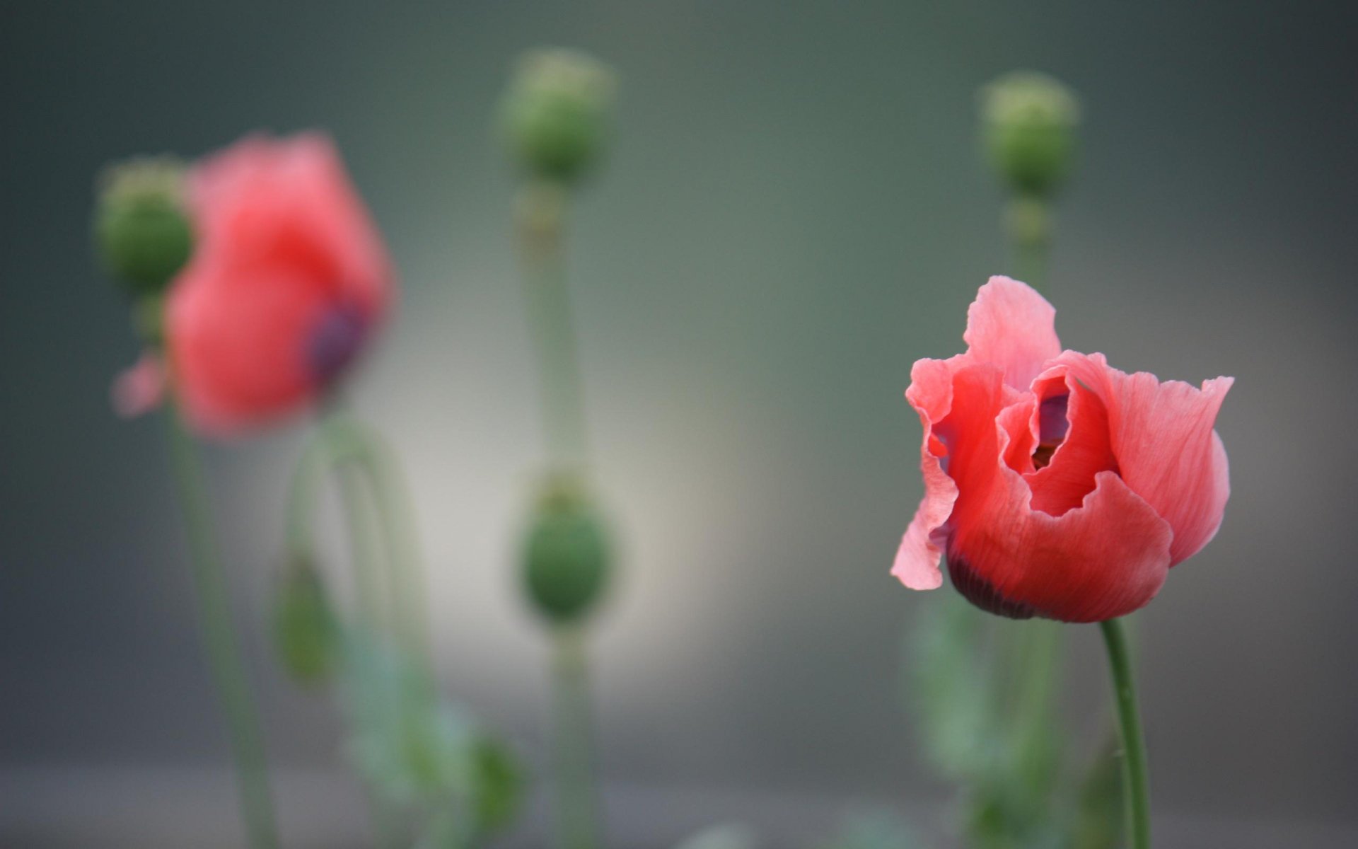 Download Nature Poppy HD Wallpaper