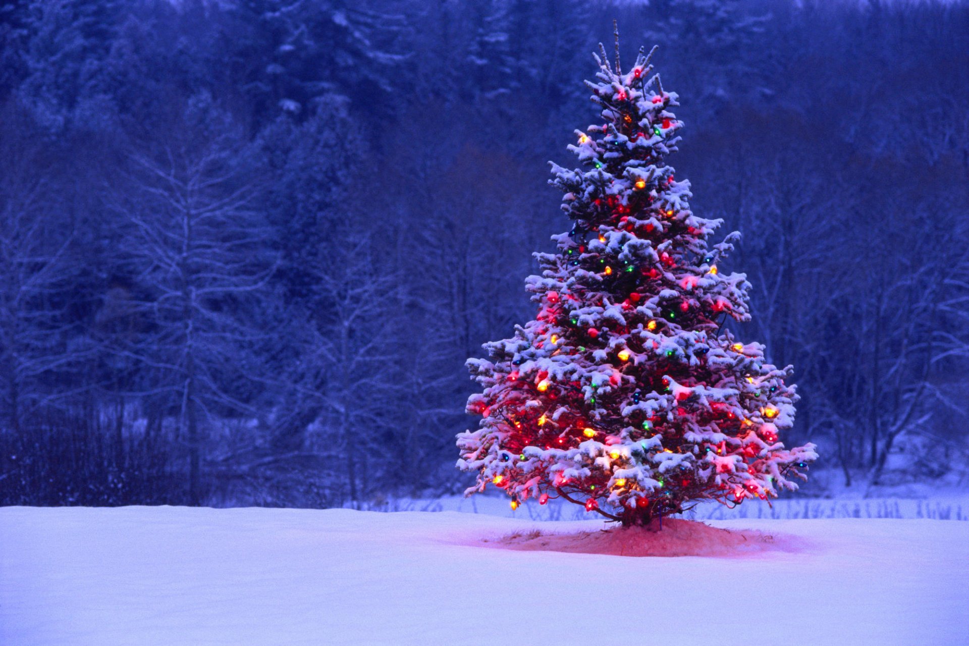 A festive Christmas tree adorned with colorful lights stands in a snowy landscape, with a forest in the background. This HD wallpaper captures the essence of the holiday season.