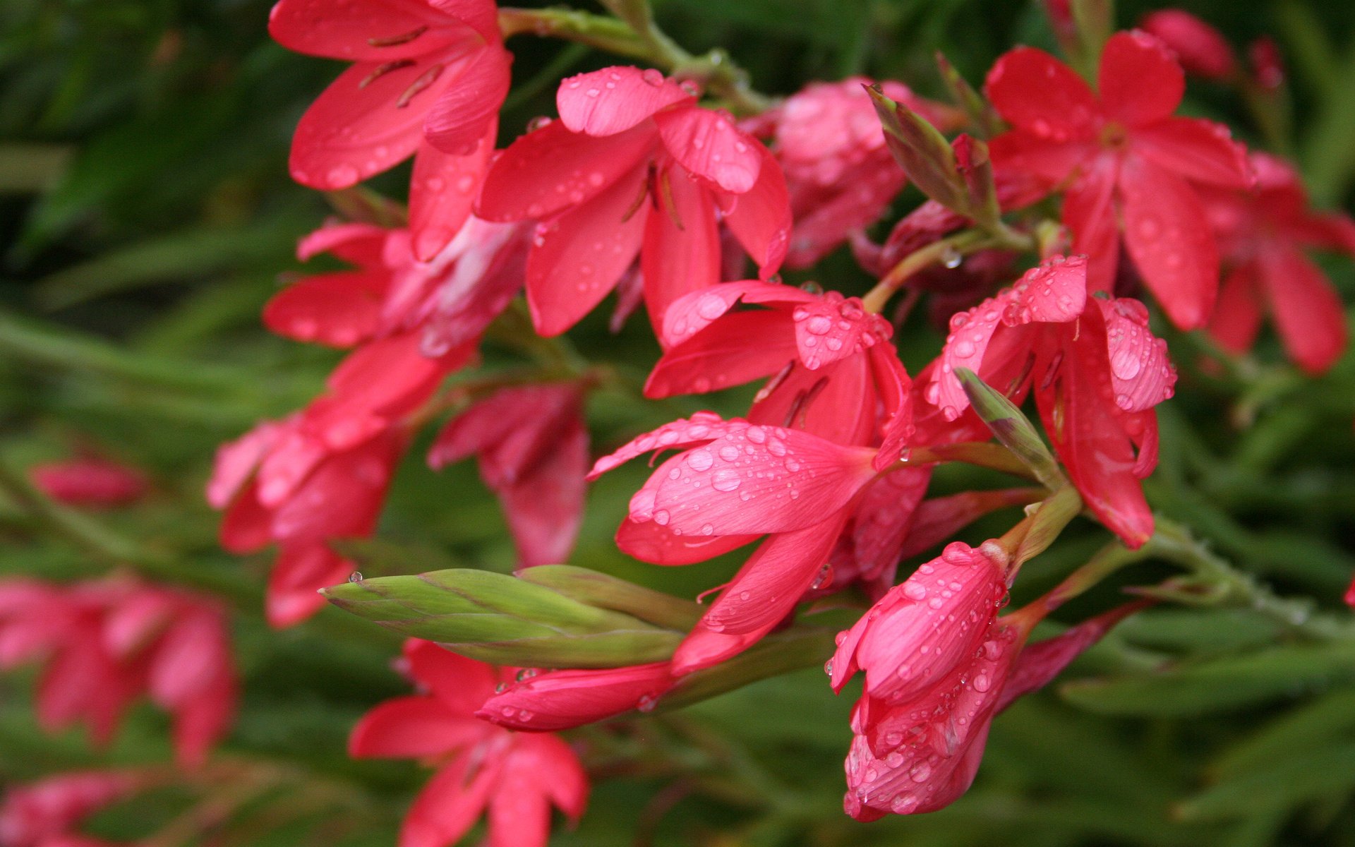 HD PC desktop wallpaper background: close-up nature flower shot of pink-red blooms with dewdrops against blurred green foliage.