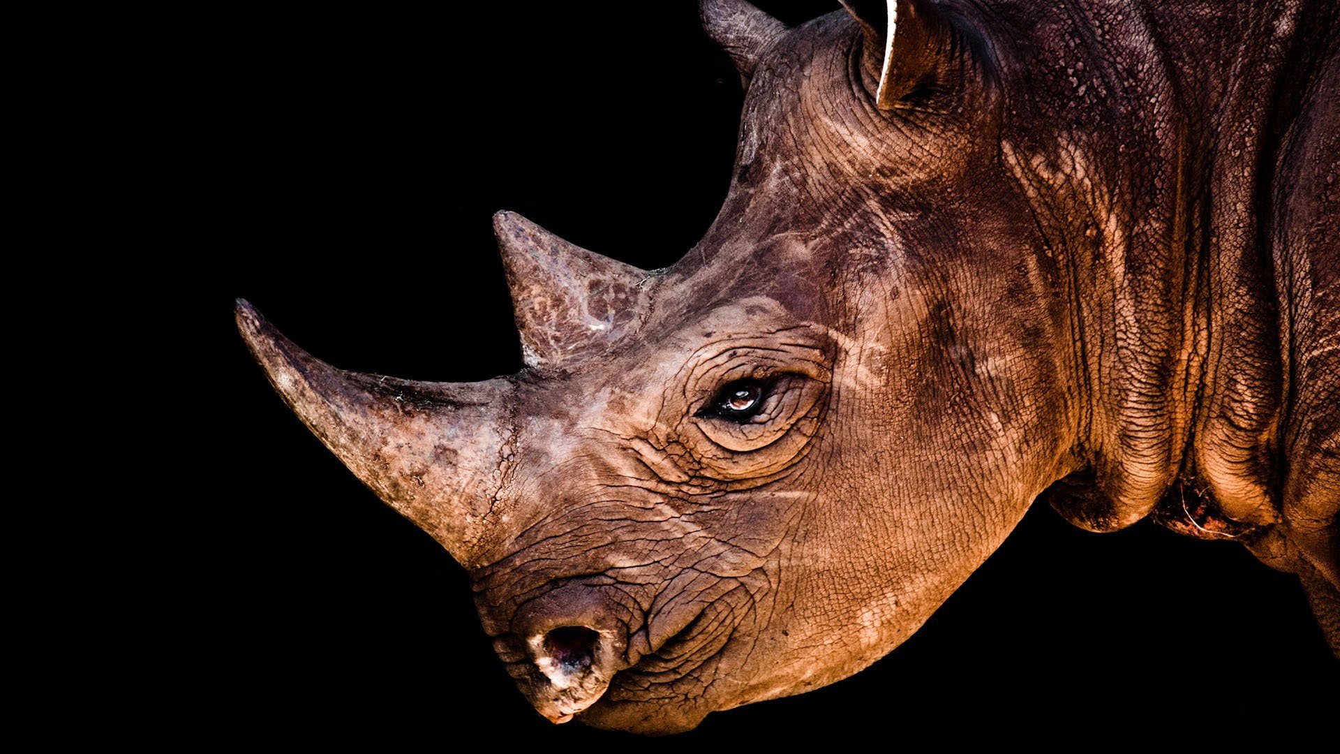 charging rhino wallpaper