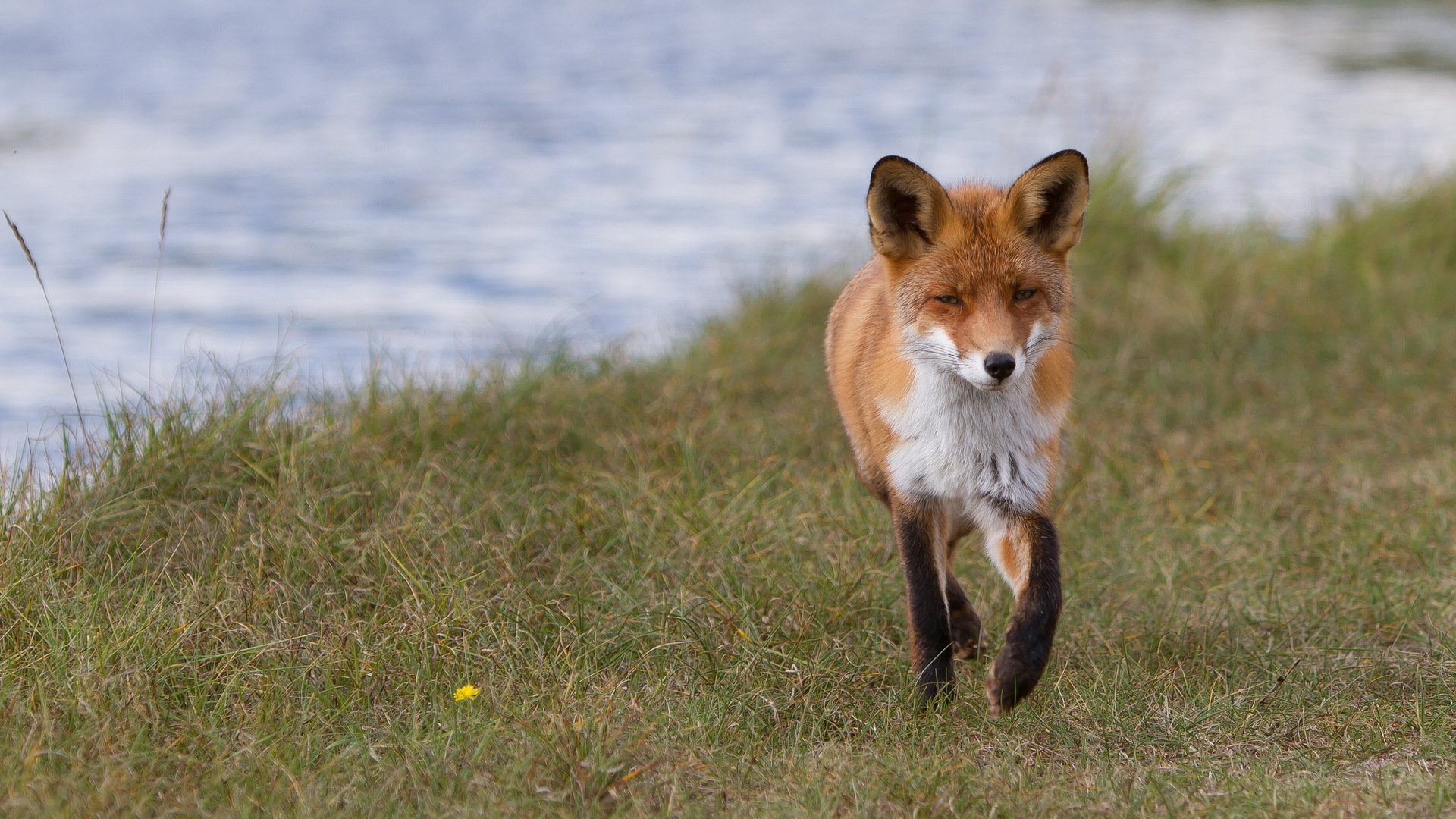 HD PC desktop wallpaper featuring a close-up of a fox walking on grassy terrain near water.