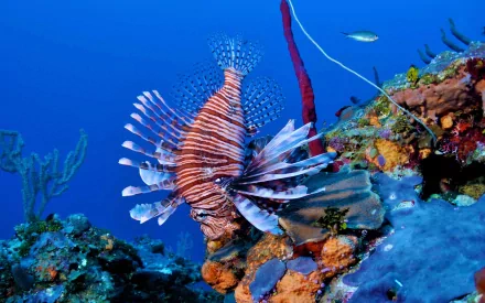 fish Animal lionfish HD Desktop Wallpaper | Background Image