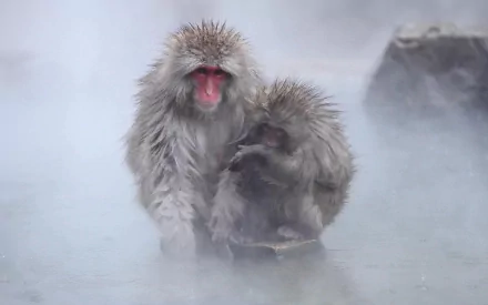 Animal Japanese macaque snow monkey HD Desktop Wallpaper | Background Image