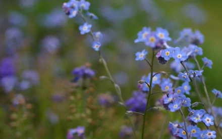 HD PC desktop wallpaper/background showing blue forget-me-not flowers, a close-up flower shot in a soft-focus nature meadow with delicate blooms and green stems.