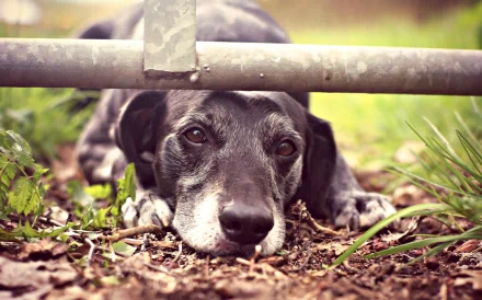 HD PC desktop wallpaper of a black dog (animal) with a white muzzle lying under a metal gate, close-up on leaves and dirt.