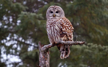 HD PC desktop wallpaper featuring a barred owl perched on a branch against a blurred forest background.