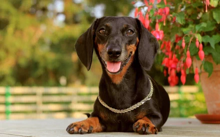 Animal dachshund HD Desktop Wallpaper | Background Image