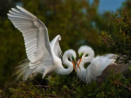 HD desktop wallpaper featuring a close-up of two elegant egrets with outstretched wings amidst lush green foliage.