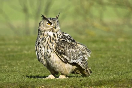 Animal great horned owl HD Desktop Wallpaper | Background Image
