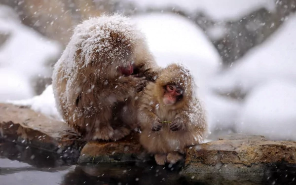 Animal monkey HD Desktop Wallpaper | Background Image
