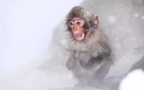 Close-up of a Japanese macaque snow monkey in snowy surroundings, captured in HD as a PC desktop wallpaper and background.