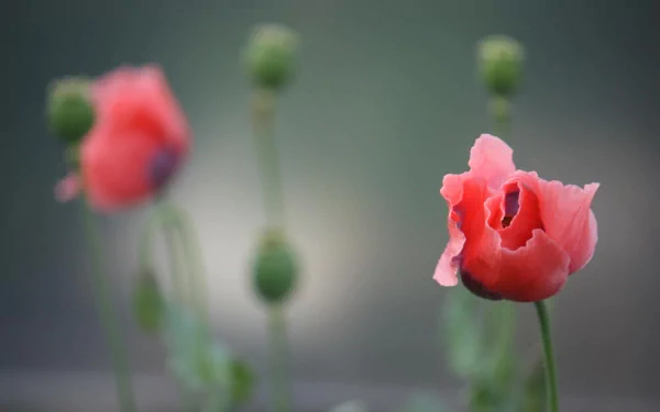 nature poppy HD Desktop Wallpaper | Background Image