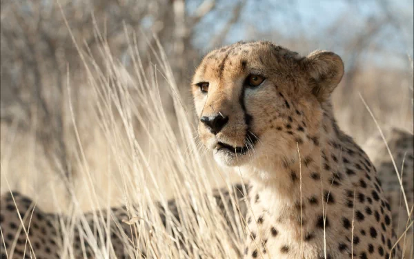 Close-up of a cheetah in its natural habitat, captured in stunning 4K Ultra HD quality for a striking PC desktop wallpaper and background.