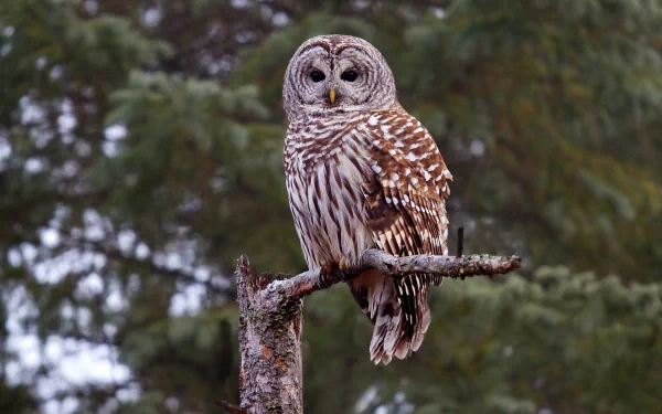Animal barred owl HD Desktop Wallpaper | Background Image