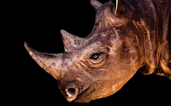 Close-up HD desktop wallpaper of a rhino’s head against a black background, highlighting its textured skin and distinctive horn.